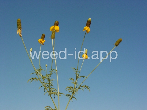 coneflower, upright prairie